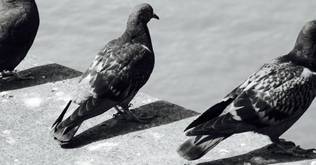 Mercè Rodoreda: La Plaça del Diamant